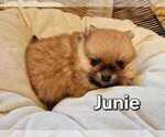 Litter of 4 - Male(s) and Female(s) PomeranianLitter of Puppies for Sale - Photo #3