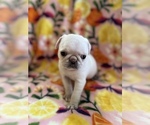 Small Photo #3 Pug Puppy For Sale in CLINTON, MI, USA