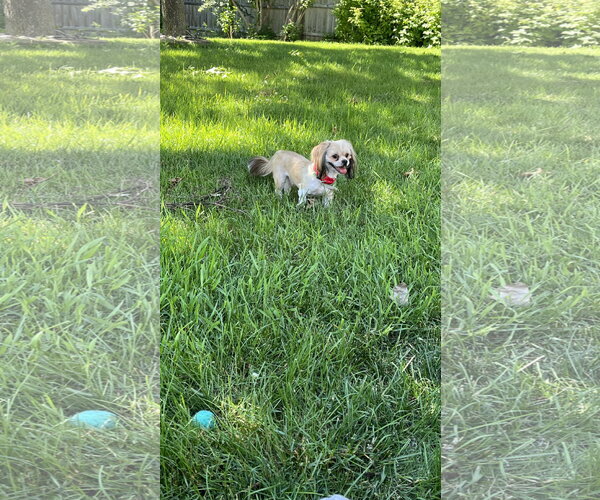 Medium Photo #4 Shih Tzu-Unknown Mix Puppy For Sale in New London, WI, USA