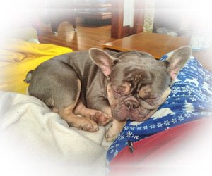 French Bulldog Puppy for sale in MILWAUKEE, WI, USA
