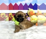Small Photo #3 Zuchon Puppy For Sale in CHICO, CA, USA