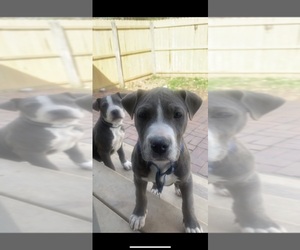 American Pit Bull Terrier Puppy for sale in FLORISSANT, MO, USA