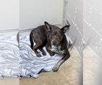 Small #1 Mutt