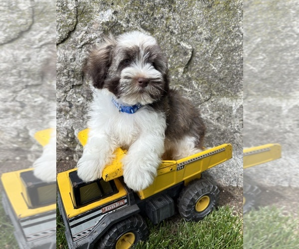 Medium Photo #5 Havanese Puppy For Sale in MIDDLEBURY, IN, USA