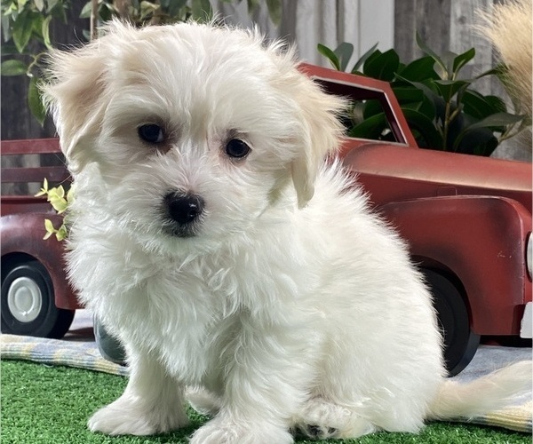 Medium Photo #3 Biton Puppy For Sale in CANOGA, NY, USA