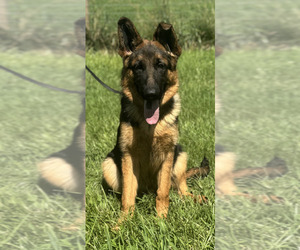 German Shepherd Dog Puppy for Sale in UPPERVILLE, Virginia USA