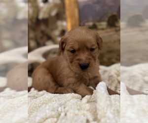 Golden Retriever Puppy for sale in FORDLAND, MO, USA