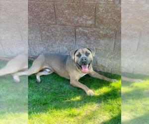 Mutt Dogs for adoption in Riverside, CA, USA