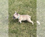 Small #5 French Bulldog