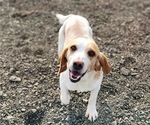 Small Photo #1 Beagle Puppy For Sale in BROWNSVILLE, OR, USA