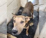 Small #2 Anatolian Shepherd-Doberman Pinscher Mix