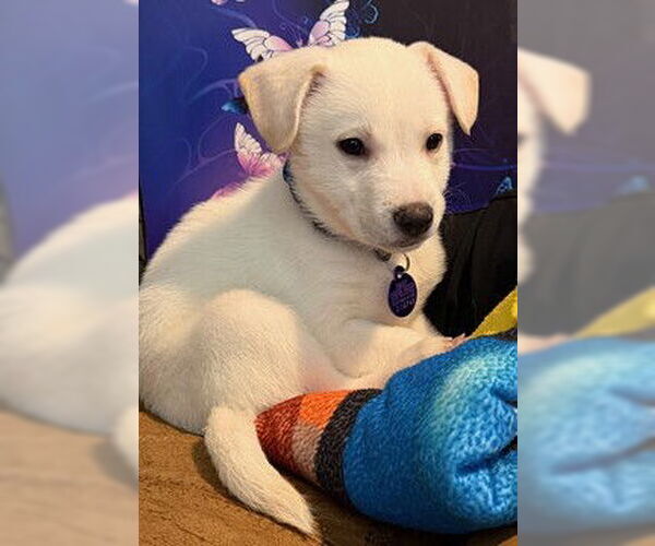 Medium Photo #1 Labrador Retriever-Unknown Mix Puppy For Sale in Fremont, CA, USA