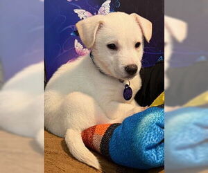 Labrador Retriever-Unknown Mix Dogs for adoption in Fremont, CA, USA