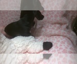 Small Photo #1 Dachshund Puppy For Sale in FORT WALTON BEACH, FL, USA