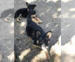 Small Photo #18 German Shepherd Dog Puppy For Sale in EAGLE CREEK, OR, USA