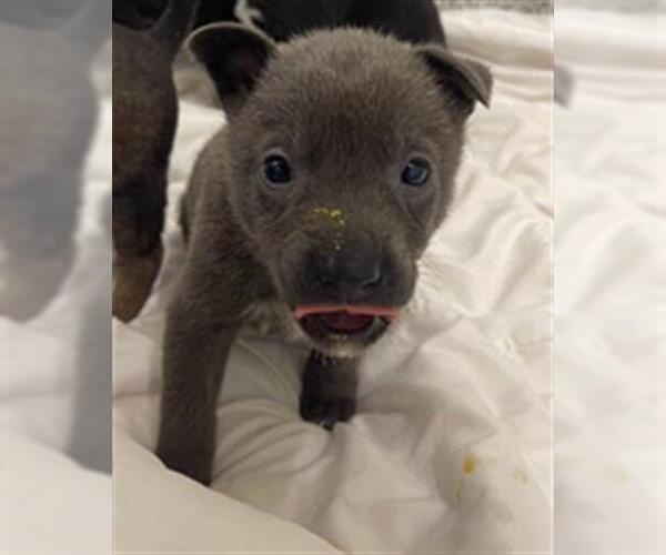 Medium Photo #2 Siberian Husky-Unknown Mix Puppy For Sale in Houston, TX, USA