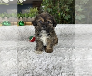 Shorkie Tzu Puppy for sale in GREENFIELD, IN, USA