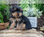 Small Photo #19 Yorkshire Terrier Puppy For Sale in QUARRYVILLE, PA, USA