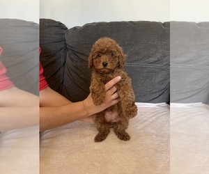 Poodle (Miniature) Puppy for sale in HYATTSVILLE, MD, USA