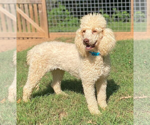 Medium Photo #7 Poodle (Standard) Puppy For Sale in Pacolet, SC, USA