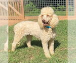 Small #6 Poodle (Standard)