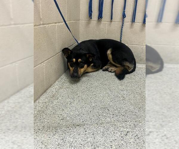 Medium Photo #1 German Shepherd Dog-Unknown Mix Puppy For Sale in Conroe, TX, USA