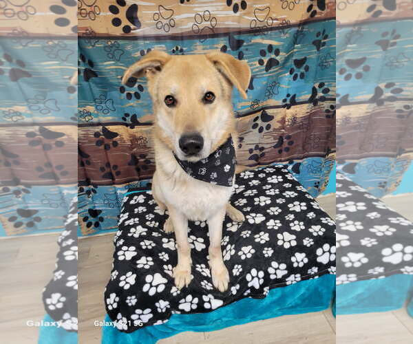 Medium Photo #4 Mutt Puppy For Sale in Mt. Laurel, NJ, USA