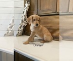 Small Photo #2 Golden Retriever Puppy For Sale in SURGOINSVILLE, TN, USA