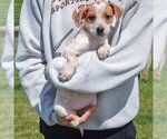 Small #3 Pug Mix