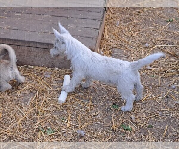 Medium Photo #3 West Highland White Terrier Puppy For Sale in WHITEWOOD, SD, USA