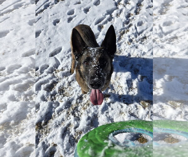 Medium Photo #4 Mutt Puppy For Sale in Fort Collins, CO, USA