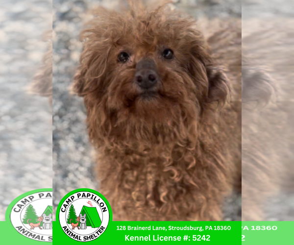 Medium Photo #1 Mutt Puppy For Sale in Stroudsburg, PA, USA