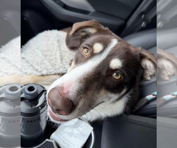 Medium Photo #8 Mutt Puppy For Sale in Woodbury, NY, USA