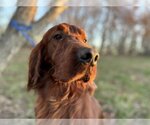 Small Photo #1 Irish Setter Puppy For Sale in Pacolet, SC, USA