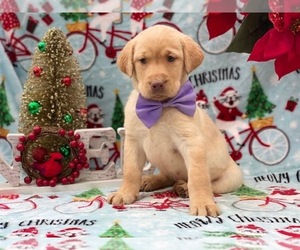 Labrador Retriever Puppy for sale in LANCASTER, PA, USA