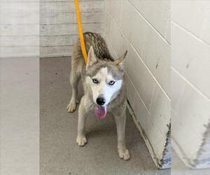 Alaskan Klee Kai Dogs for adoption in San Bernardino, CA, USA