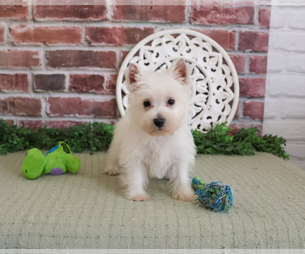 Medium Photo #6 West Highland White Terrier Puppy For Sale in SYRACUSE, IN, USA