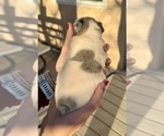 Small #1 French Bulldog