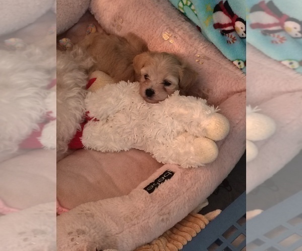 Medium Photo #7 Maltipoo (Miniature) Puppy For Sale in SAN ANTONIO, TX, USA