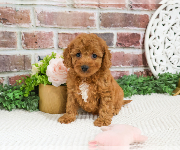 Medium Photo #11 Cavapoo (Miniature) Puppy For Sale in SYRACUSE, IN, USA
