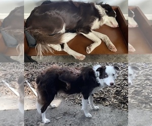 Mother of the Border Collie puppies born on 04/19/2022