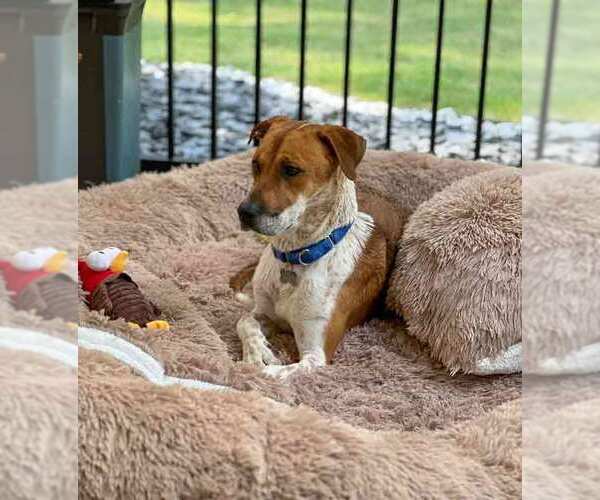 Medium Photo #6 Mutt Puppy For Sale in Kennesaw, GA, USA
