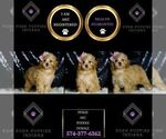 Small #1 Poodle (Miniature)