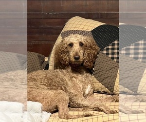 Mother of the Newfypoo puppies born on 12/16/2025