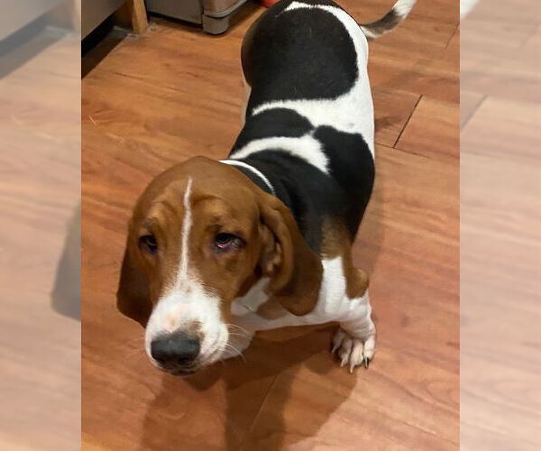 Medium Photo #3 Basset Hound Puppy For Sale in Petaluma, CA, USA