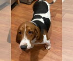 Small #2 Basset Hound