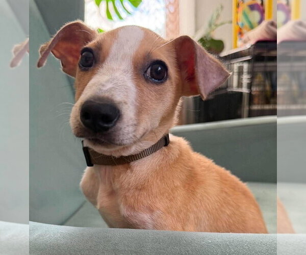 Medium Photo #4 Jack Russell Terrier-Unknown Mix Puppy For Sale in New York, NY, USA