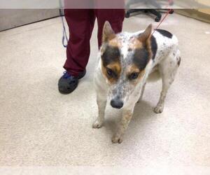 Mutt Dogs for adoption in Riverside, CA, USA