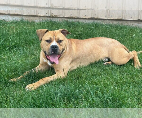 Medium Photo #2 Mutt Puppy For Sale in La Porte, IN, USA