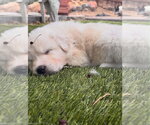 Small #1 Akbash-Great Pyrenees Mix